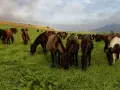 Eine Herde Huzulen Pferde grast friedlich auf einer saftigen grünen Wiese unter einem bewölkten Himmel.