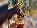 Ein edler englischer Vollbluthengst mit dunklem Fell steht im Freien, im Hintergrund Palmen.
