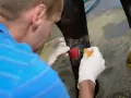 Tierarzt behandelt eine Wunde am Bein eines Pferdes. Das rote, fleischige Gewebe deutet auf eine tiefe Verletzung hin, die sorgfältige Pflege benötigt, um wildes Fleisch zu vermeiden.
