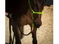 Ein Pferd mit einem neongrünen Knotenhalfter wird für das Longieren vorbereitet. Eine Hand in einem Handschuh hält die schwarze Longe.