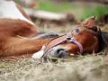 Ein braun-weißes Pferd liegt entspannt auf der Seite im Stroh. Sein Kopf ruht auf dem Boden, die Augen sind leicht geöffnet.