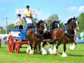 Prächtige Shire Horses ziehen einen Wagen mit zwei Fahrern in Festtagskleidung.