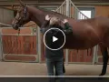 Pferd wird von Reiterin am Stall zur Bodenarbeit für Muskelaufbau vorbereitet.