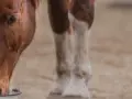 Braunes Pferd mit weißer Blesse trinkt aus einem Napf. Möglicherweise ein Zeichen für Selenmangel beim Pferd, das nach Nährstoffen sucht.