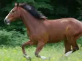 Ein braunes Warmblut Pferd galoppiert über eine blühende Wiese, sein schwarzes Haar weht im Wind.