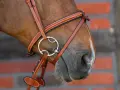 Braunes Pferd mit einem Lederzaumzeug und einem 3-Ring-Gebiss, das für eine feine Einwirkung sorgt.