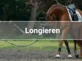 Ein Pferd wird an der Longe im Kreis geführt. Das Longieren ist eine Trainingsmethode für Pferde.