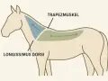 Schema zeigt Muskeln eines Pferdes: Trapezmuskel und Longissimus dorsi. Die ferse pferd ist hier nicht abgebildet.