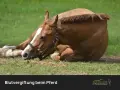Braunes Pferd liegt erschöpft im Gras. Mögliche **Sepsis Pferd Symptome** wie Lethargie sind erkennbar.