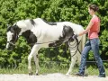 Eine Frau longiert ein schwarz-weiß geflecktes Pferd mit Kappzaum. Das Pferd bewegt sich im Kreis, die Frau hält die Longe.