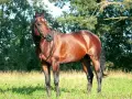 Brauner Hengst mit glänzendem Fell und stolzer Haltung, der den edlen Trakehner Charakter widerspiegelt.
