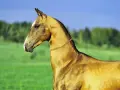 Ein edler Achal-Tekkiner mit glänzendem Fell und einer goldenen Halskette steht auf einer grünen Wiese vor einem blauen Himmel.