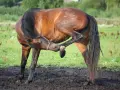 Braunes Pferd kratzt sich mit dem Huf am Kopf, vielleicht wegen Juckreiz, der auf Stoffwechselprobleme hindeuten könnte.