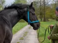 Mann zeigt, wie man ein Hackamore richtig verschnallt. Ein schwarzes Pferd mit blauem Halfter steht auf einem Feldweg.