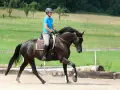 Ein Reiter im blauen Polohemd und Helm reitet ein dunkles Pferd durchs Genick auf einem Sandplatz.