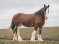 Ein majestätischer Clydesdale-Hengst mit braunem Fell und weißen Beinen steht auf einer grünen Wiese.