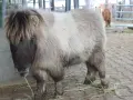 Ein flauschiges Shetlandpony mit langer Mähne steht auf einem Hof. Es ist bereit für das Shetlandpony reiten.