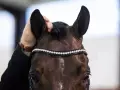Ein Pferd zum Stehen bringen: Eine Hand streichelt sanft das Ohr eines braunen Pferdes mit einem funkelnden Stirnband.