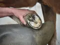 Ein Hufschmied untersucht den Huf eines Pferdes. Die Aufnahme zeigt, was ist Hufrehe, eine schmerzhafte Entzündung im Huf.