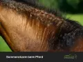 Nahaufnahme des Fells eines braunen Pferdes mit deutlichen Hautveränderungen, die auf Sommerekzem beim Pferd hindeuten.