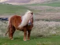 Ein brauner Shetland-Pony mit wallender Mähne steht auf einer grünen Wiese.