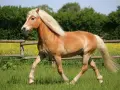 Ein Haflinger galoppiert über eine grüne Wiese. Sein Gewicht ist gut proportioniert für seine Rasse.