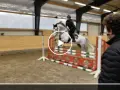 Ein Reiter auf einem Schimmel springt über ein Hindernis. Man fragt sich, wie hoch ist m springen wohl?