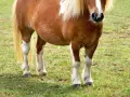 Braunes Pferd mit weißer Blesse und deutlich sichtbarer Wassereinlagerung am Bauch steht auf einer grünen Wiese.