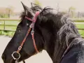 Ein schwarzes Pferd mit einer braunen Kandare, das auf einer Koppel steht.