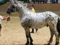 Ein Mann in Tracht präsentiert ein geschecktes Noriker-Pferd. Diese robusten Pferde haben eine beachtliche Noriker Lebenserwartung.