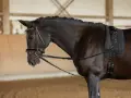 Ein dunkles, dreieckiges Pferd mit geflochtener Mähne und einem Kappzaum steht in einer Reithalle.