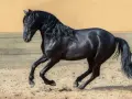 Ein schwarzes Pferd der pre pferderasse galoppiert auf sandigem Boden. Sein glänzendes Fell und die wallende Mähne sind beeindruckend.
