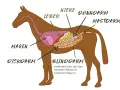 Schema des Pferdedarms mit Magen, Leber, Nieren, Dünn- und Dickdarm. Wichtig für das Verständnis von Verdauungsproblemen Pferd.