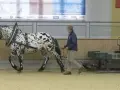 Ein Mann führt ein geschecktes Pferd, das für Kutschenfahrten ausgebildet wird. Solche Pferde sind oft von verschiedenen Kutschpferde Rassen.