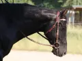 Ein schwarzes Pferd mit Trense und Sattel, das allein steht. Es wirkt, als ob das pferd wird von herde ausgegrenzt.