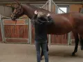 Ein braunes Pferd in einer Stallbox, das leicht zittert, während eine Person seine Flanke streichelt.