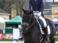 Schwarzes Pferd mit Reiterin in Dressurkleidung, bereit für die Prüfung. Diese Dressur Rassen sind für ihre Eleganz bekannt.