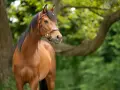 Ein braunes Araber Pferd mit schwarzer Mähne und einem Lederhalfter steht im Grünen.