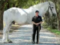 Eine Frau steht neben einem majestätischen weißen Shire Horse. Die Shire Horse Kosten sind hoch, aber die Schönheit ist unbezahlbar.
