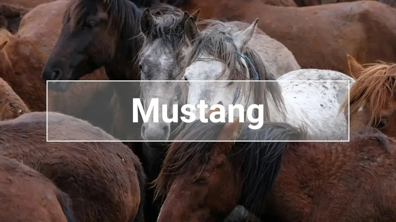 Eine Gruppe wilder Mustang Pferde, die eng beieinander stehen.