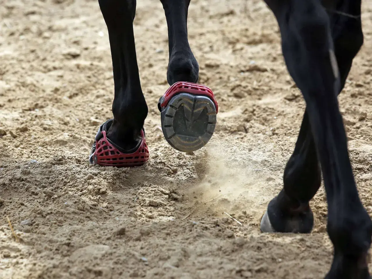 Schwarzes Pferd mit roten Hufschuhen auf sandigem Boden. Ein Hufschuh wirbelt Staub auf.