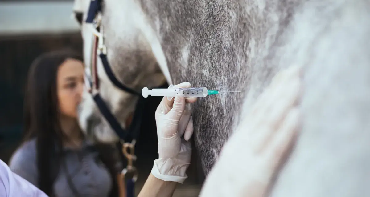 Tierärztin verabreicht einem Pferd eine Injektion. Die Spritze mit Rivanol wird vorsichtig in das Fell des Tieres eingeführt.