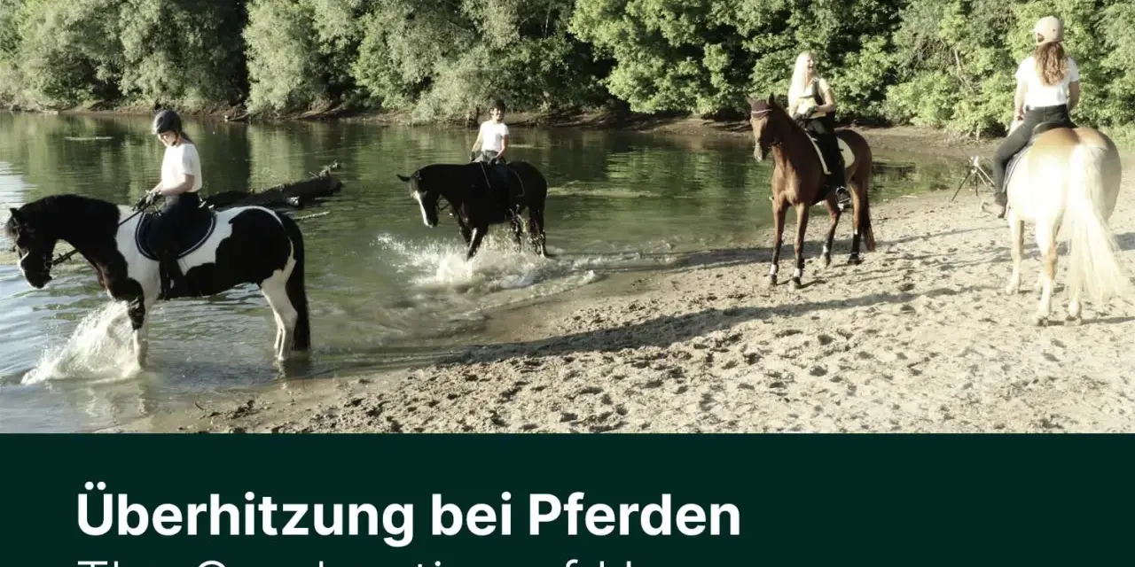 Reiter kühlen ihre Pferde im Fluss, um der Hitze zu entkommen.