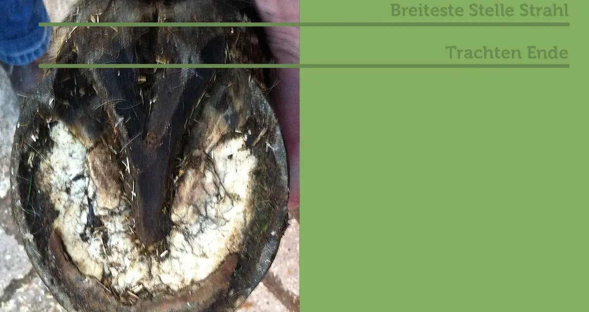 Pferdhufe werden gemessen: Breite, Trachtenende und Zehenspitze sind wichtige Punkte für die Auswahl passender Hufschuhe.