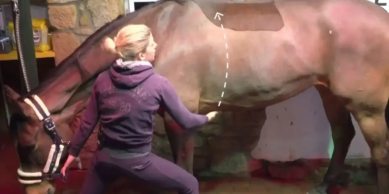 Eine Frau in Trainingskleidung macht eine Yoga-Übung mit einem Pferd. Sie berührt sanft den Bauch des Pferdes, während es ruhig steht.