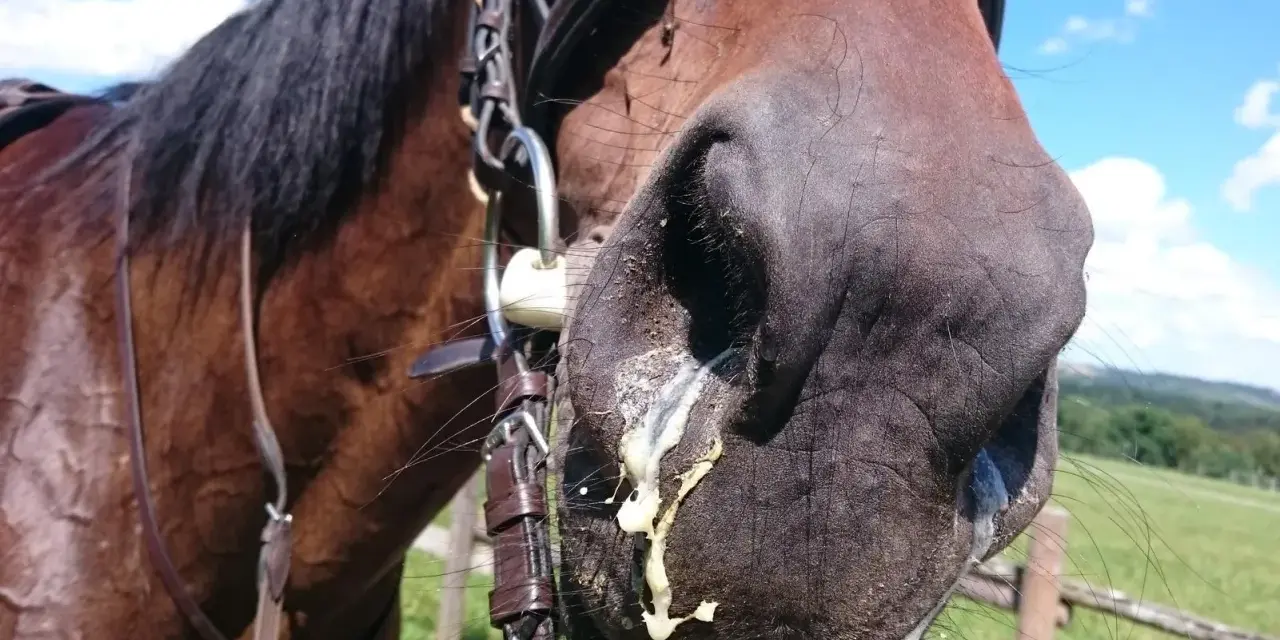 Ein braunes Pferd mit einem Zaumzeug, dessen Nüstern mit gelblichem Schleim bedeckt sind. Möglicherweise ein Anzeichen für allergischen Husten beim Pferd.