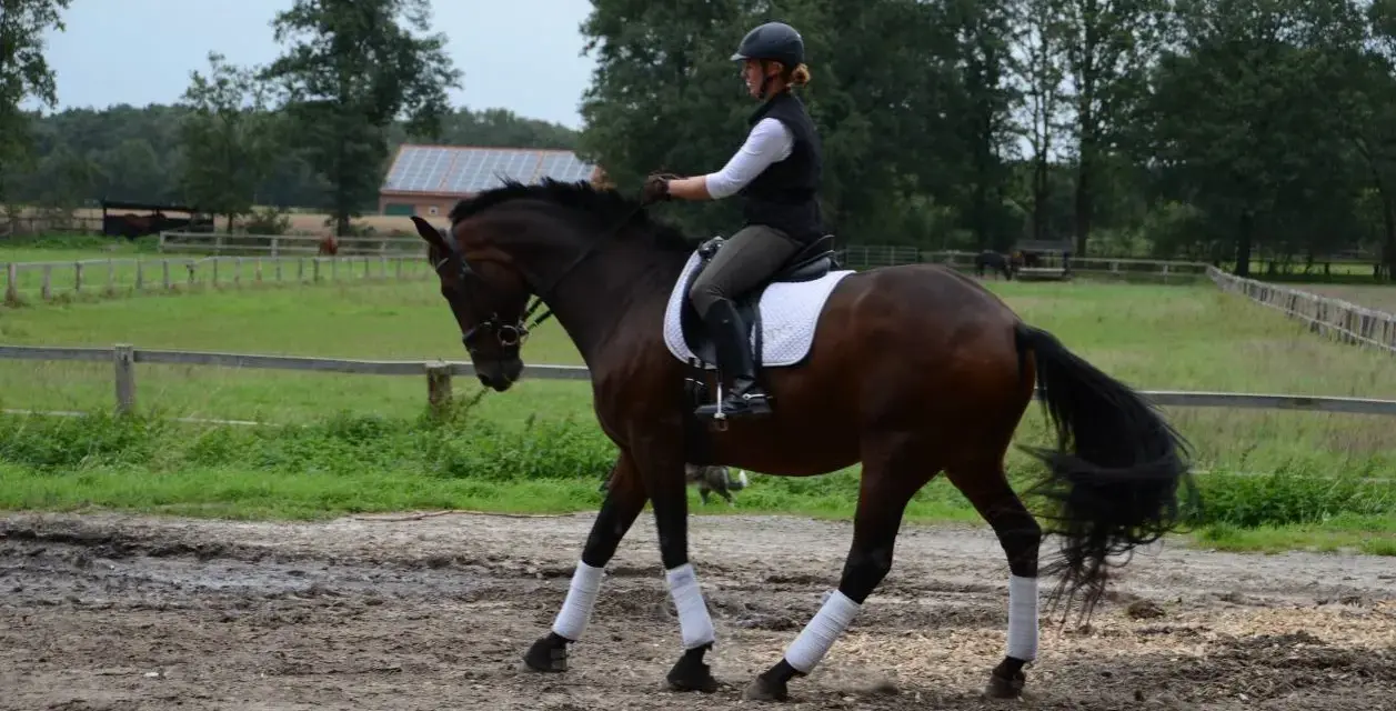 Reiterin mit Helm und weißer Weste reitet auf braunem Pferd mit Bandagen an den Beinen. Sie übt auf dem Reitplatz.