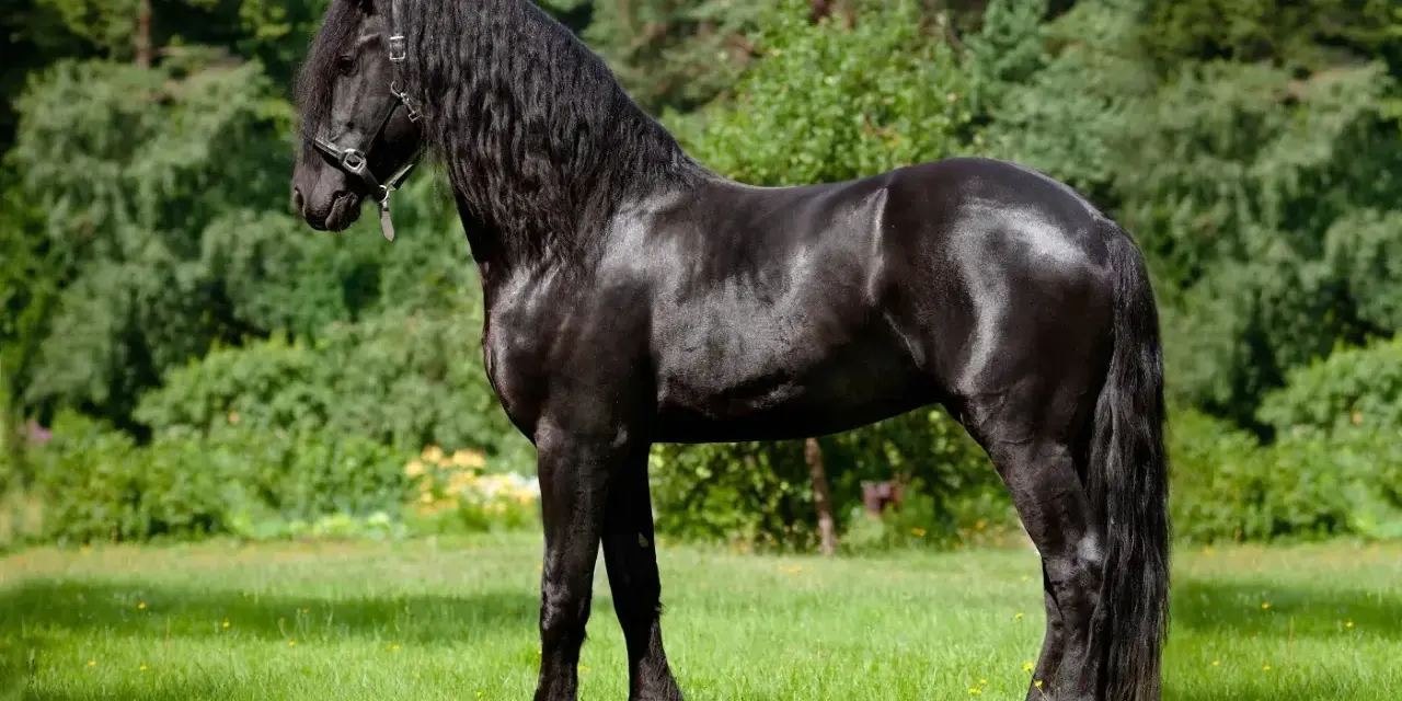 Ein majestätisches Friesenpferd mit glänzend schwarzem Fell und langer Mähne steht auf einer grünen Wiese vor Bäumen.