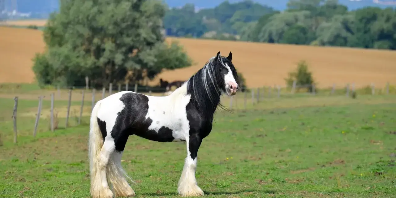 Ein majestätisches Tinker Pferd mit schwarz-weißer Fellzeichnung steht auf einer grünen Wiese.