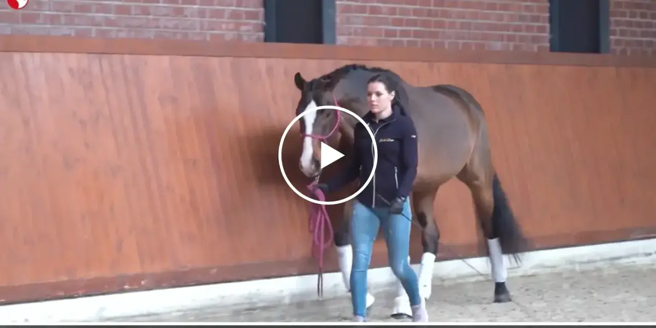 Eine Frau übt mit einem Pferd im Roundpen. Das Clickertraining mit dem Pferd zeigt eine harmonische Zusammenarbeit.